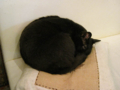 阿猫地攤(Cat Store), #0452