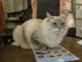 阿猫地攤(Cat Store), #0459