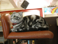 阿猫地攤(Cat Store), #0462
