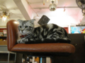 阿猫地攤(Cat Store), #0464
