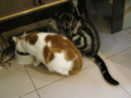 阿猫地攤(Cat Store), #0465