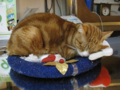 阿猫地攤(Cat Store), #0471