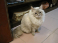 阿猫地攤(Cat Store), #0473