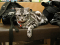 阿猫地攤(Cat Store), #0475