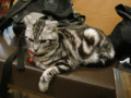 阿猫地攤(Cat Store), #0476