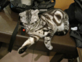 阿猫地攤(Cat Store), #0481