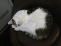阿猫地攤(Cat Store), #0512