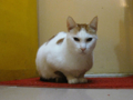 阿猫地攤(Cat Store), #0514