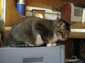 阿猫地攤(Cat Store), #0515