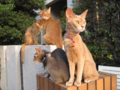 Abyssinian Sisters, #3548