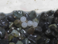 Eggs of Snail, #5369 (Closeup)