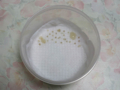 Eggs of Snail, #5961
