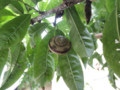 Snail, #7996