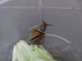 Snail, #8003