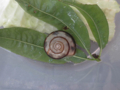 Snail, #8005