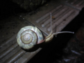 Snail, #8019