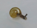 Snail, #6419 (Closeup)