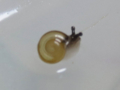 Snail, #6423 (Closeup)