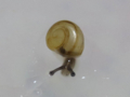 Snail, #6488 (Closeup)