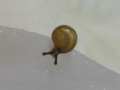 Snail, #6524 (Closeup)