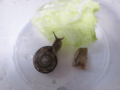 Snail, #6631