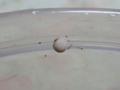 Snail, #6772 (Closeup)