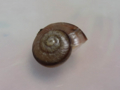 Snail, #9885 (10cm) (Closeup)