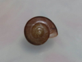 Snail, #9888 (9cm) (Closeup)