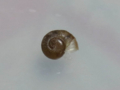 Snail, #9891 (3.5cm) (Closeup)