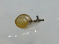 Snail, #A071 (Closeup)