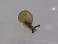 Snail, #A152 (Closeup)