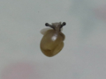 Snail, #A221 (Closeup)