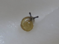 Snail, #A292 (Closeup)