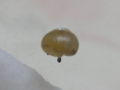 Snail, #A296 (Closeup)