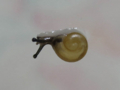 Snail, #A307 (Closeup)