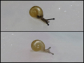 Snail, #A321 (Compare)