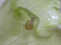 Snail, #A347 (Closeup)
