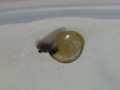 Snail, #A013 (Closeup)