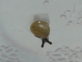 Snail, #A020 (Closeup)