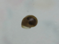 Snail, #A022 (Closeup)