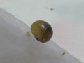 Snail, #A025 (Closeup)