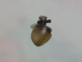 Snail, #A399 (Closeup)