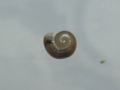 Snail, #A407 (Closeup)