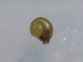 Snail, #6908 (Closeup)