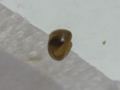 Snail, #7046 (Closeup)