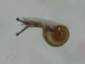 Snail, #7080 (Closeup)