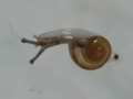 Snail, #7081 (Closeup)