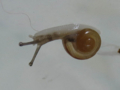 Snail, #7082 (Closeup)