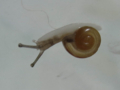 Snail, #7083 (Closeup)