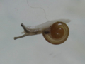 Snail, #7084 (Closeup)